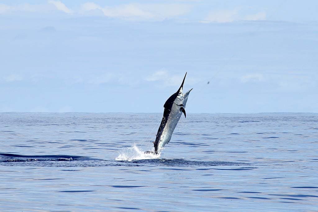 The Nervous Marlin Blog
